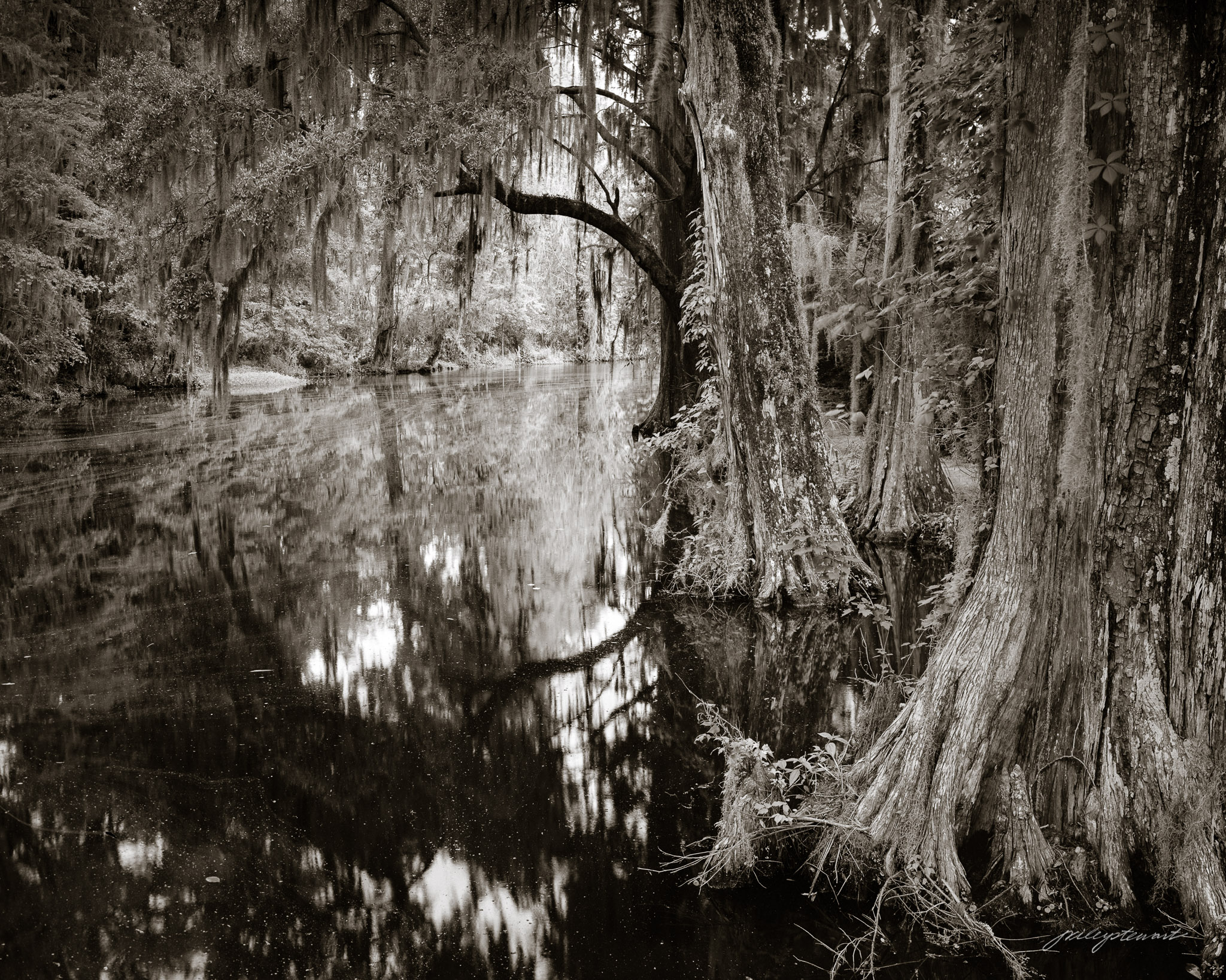 Lowcountry Cypress
